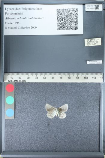 Media type: image;   Entomology 154865